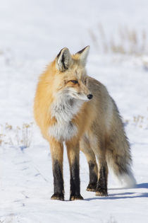 Red Fox by Danita Delimont