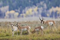 Pronghorn Antelope Buck and Does by Danita Delimont