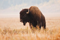 American Bison herd in Teton National Park, Wyoming, USA. von Danita Delimont