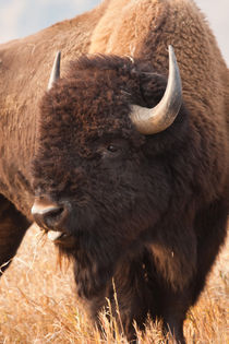 American Bison herd in Teton National Park, Wyoming, USA. von Danita Delimont