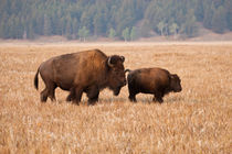 American Bison cow and calf in Teton National Park, Wyoming, USA. by Danita Delimont