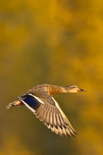 Mallard Duck in autumn. von Danita Delimont