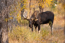Moose bull in golden willows. by Danita Delimont