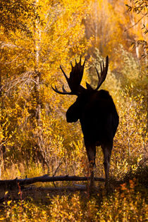Moose bull in golden willows. by Danita Delimont