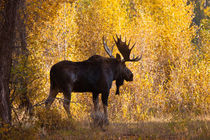 Moose bull in golden willows. von Danita Delimont