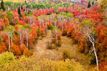 Autumn colors in Rocky Mountains, Wyoming, USA. von Danita Delimont
