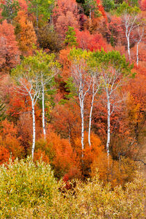 Autumn colors in Rocky Mountains, Wyoming, USA. von Danita Delimont