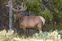 Elk near Lake Village, Yellowstone National Park, Wyoming, USA. von Danita Delimont