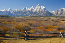Autumn color, Grand Tetons, buck and rail fence, from Cunnin... von Danita Delimont
