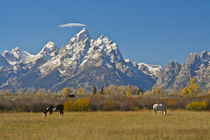 Horses, Moose Head Ranch, autumn, Grand Tetons, Grand Teton ... von Danita Delimont