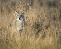 Mountain Coyote, Canis latrans lestes, Grand Teton National ... by Danita Delimont