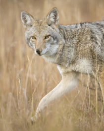 Mountain Coyote, Canis latrans lestes, Grand Teton National ... von Danita Delimont