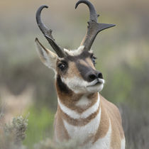 Pronghorn buck showing territorial behavior, Antilocapra ame... by Danita Delimont