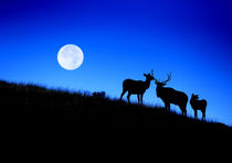 Full Moon, Super Moon, Rocky mountain bull elk with harem, C... by Danita Delimont