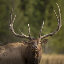 Mud covered antlers on a Rocky mountain bull elk in rut, Cer... by Danita Delimont