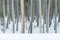 Lodgepole Pine Forest von Danita Delimont