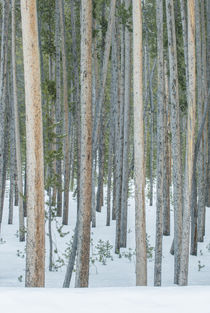 Lodgepole Pine Forest by Danita Delimont