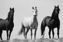 USA, Wyoming, Young wild stallions at head of Alkali Creek n... by Danita Delimont
