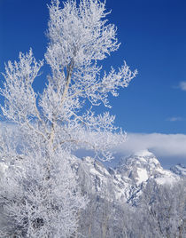 USA, Wyoming, Grand Teton National park, Cottonwood tree in winter by Danita Delimont