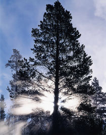 USA, Wyoming, Yellowstone National Park, View of sunbeam through trees by Danita Delimont