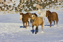 Horses Running in Snow by Danita Delimont
