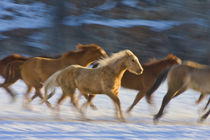 Horses running in The Snow by Danita Delimont