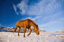 Horse Running in Snow by Danita Delimont