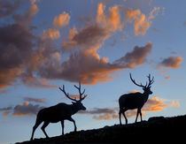 Bull elks silhouetted against the sunrise, Wyoming, USA by Danita Delimont