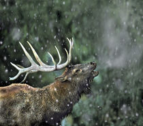 Elk Bugling Wyoming, USA by Danita Delimont