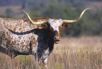 Texas Longhorn Cattle, Wyoming, USA von Danita Delimont