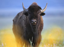 Bison, Wyoming, USA by Danita Delimont
