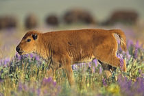 Bison baby walking through a field of flowers, Wyoming, USA by Danita Delimont