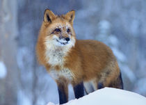 Red fox in snow, Wyoming, USA by Danita Delimont