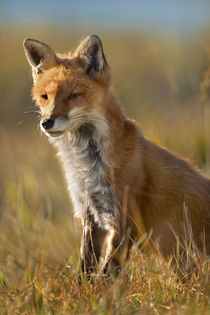Red Fox squints against the sun, Wyoming, USA von Danita Delimont