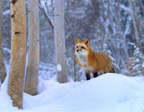 Red fox in snowy birch forest, Wyoming, USA by Danita Delimont