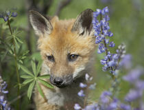 Baby red fox in wildflowers, Wyoming, USA by Danita Delimont