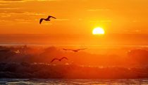 Gulls & Sunset over the Atlantic Ocean von Manou Rabe