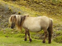 Pony im Black Mountain by gscheffbuch