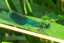 Blue Dragonfly von Vincent J. Newman