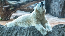 Polar Bear by Tomas Gregor