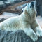 Polar-bear-prague-zoo-czech-republic-dot-jpg