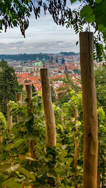Vineyard, Prague, Czech Republic by Tomas Gregor