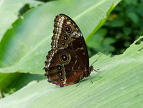 Schmetterling-1 von maja-310