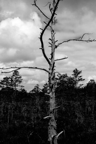 Lonesome-tree