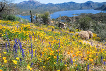 Blooming Arizona Desert von Jan Gundlach