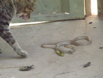 Cat and Snake by Carla Filgueiras Santos