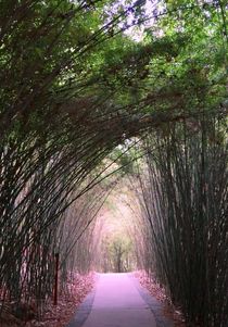 Bamboo Alley to Giant Pandas by Juergen Seidt