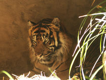 Sumatra Tiger by maja-310