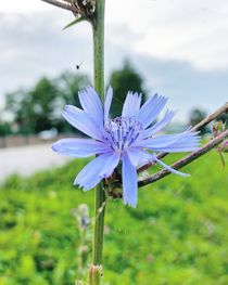 Wiesenblume im Park von Antje Krenz