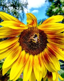 Hummel auf Sonnenblume von Antje Krenz